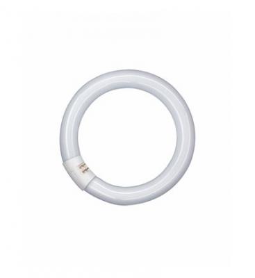 Tube fluorescent Circline - G5 - 40 W - &Oslash; 29 mm - blanc froid
