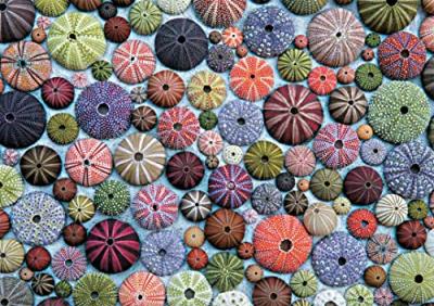 Puzzle - Oursins PIATNIK Multicolore