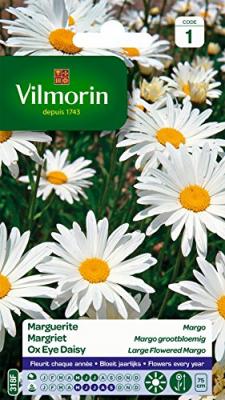VILMORIN Chrysanth&egrave;me grande marguerite Margo des pr&egrave;s