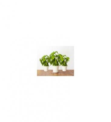 Recharge triple de Basilic pour Smart Garden - Click and Grow