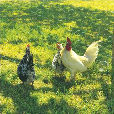 INTERMAS - Grillage m&eacute;tal galvanis&eacute; triple torsion 1,3cm - 0,5 x 10 m