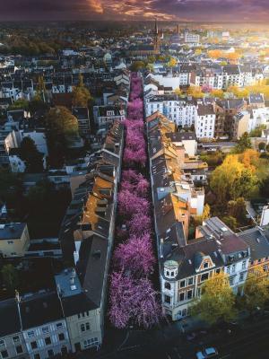 Puzzle 1500 pi&egrave;ces Ravensburger Bonn en fleurs 