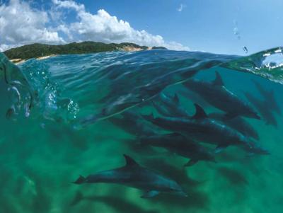 Puzzle Bottlenose Dolphins New York Puzzle Company