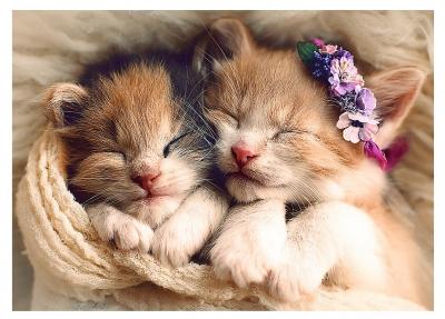 Puzzle 500 Pi&egrave;ces : Chatons, Trefl 