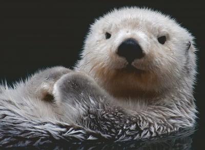 Puzzle Douce Petite Loutre Ravensburger