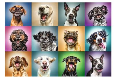 Puzzle 1000 Pi&egrave;ces : Funny Dog Portraits, Trefl