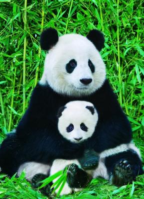 EuroGraphics Panda and Baby 1000 Piece Puzzle 