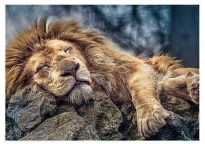 Puzzle 1000 Pi&egrave;ces : Lion, Trefl 