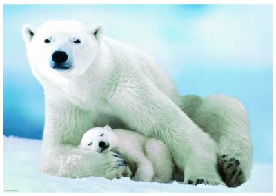 Ours Polaire & Baby - 1000 Pcs - 9+ - #6000-1198