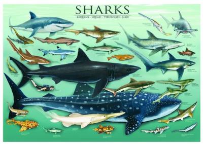 Eurographics - Puzzle Requins (1000&nbsp;pi&egrave;ces)