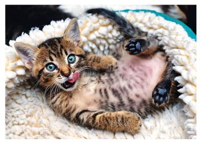 Trefl 916 10448 EA 1000pcs Kitten, Coloured
