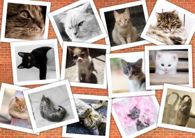 Grafika Puzzle 1500 pi&egrave;ces - Chats