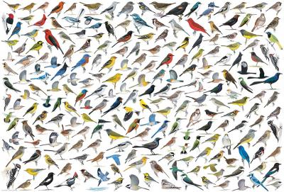 Puzzle Le Monde des Oiseaux, par David Sibley Eurographics