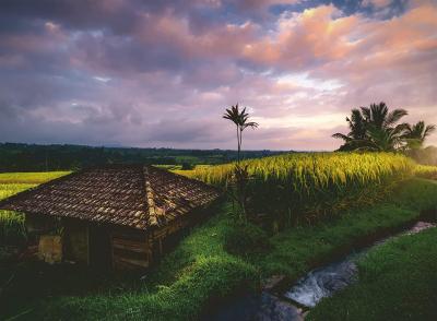 Nature Edition - Rizi&egrave;res au Nord de Bali 