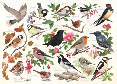 Oiseaux Dans Mon Jardin 