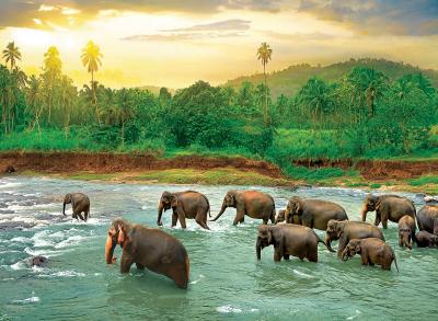 Puzzle Save our Planet Collection - For&ecirc;t Tropicale Eurographics