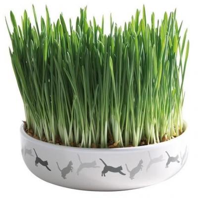 Herbe &agrave; chats avec gamelle, en c&eacute;ramique &oslash; 15 &times; 4 cm, 50 g