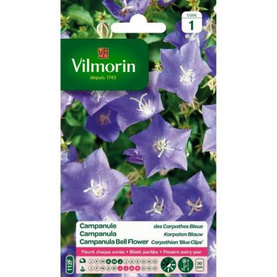 Vilmorin - Sachet graines Campanule des carpathes bleue