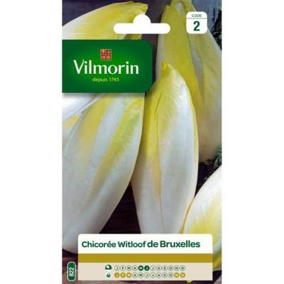 Vilmorin - Sachet graines Chicor&eacute;e Witloof Platine