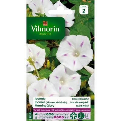 Vilmorin - Ipom&eacute;e Blanche Etoil&eacute;e - G&eacute;ante Blanche