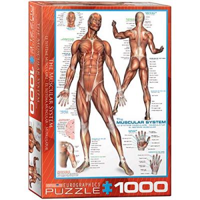 Puzzle Syst&egrave;me musculaire Eurographics