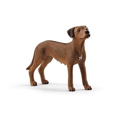 13895 chien de rhodesie a crete dorsale