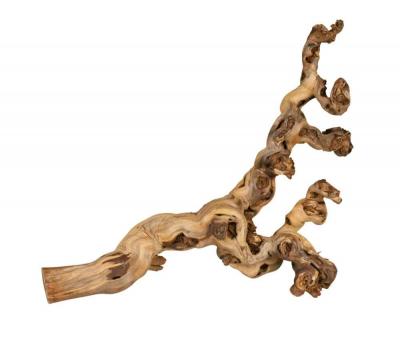Pied De Vigne Brul&eacute;s 55&ndash;80 Cm - 76171 - Mon Animalerie 