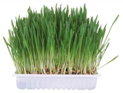 Bac D'Herbe Aux Petits Animaux, Bol/Env. 100 G - Mon Animalerie