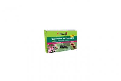 Larve de coccinelle HIPPODAMIA anti pucerons pour laurier rose
