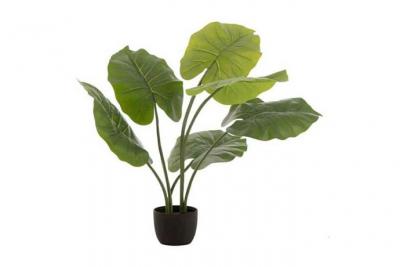 J-Line by Jolipa Taro Sauvage en Pot Plastique Vert Small