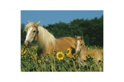 Ravensburger - 12628 - Puzzle - Mon Cheval - 200 Pi&egrave;ces XXL