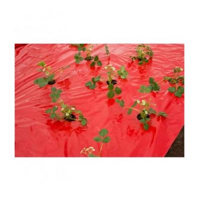 Nature Film de paillage Fraises 6030263 - Longueur : 10 m Rouge