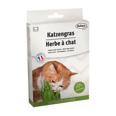 Herbe &agrave; chat &agrave; brocher - 100g