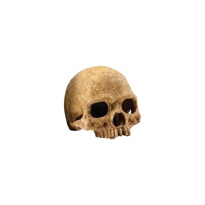 Primat Skull D&eacute;coration 15x16x16 Cm