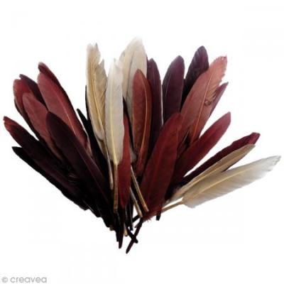 Plumes d'indien camaieu chocolat sachet 10g 15cm - graine cr&eacute;ative