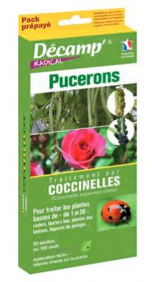 Coccinelle septempunctata pour arbre de - de 1m50 