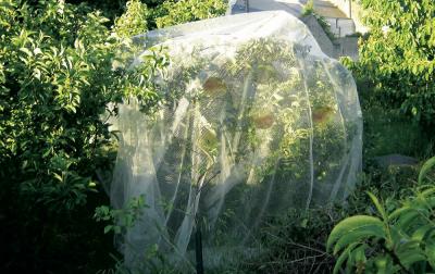 INTERMAS - Filet de protection PROTECT FRUIT 5,2 x 5 m