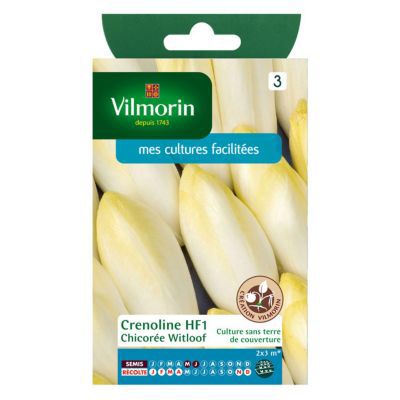 VILMORIN Chicor&eacute;e Witloof Endive Crenoline HF1 cr&eacute;ation Vilmorin