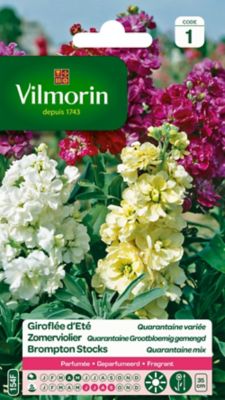 VILMORIN Girofl&eacute;e Quarantaine a grandes fleurs vari&eacute;es