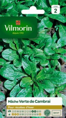 Vilmorin - Sachet graines Mache verte de Cambrai