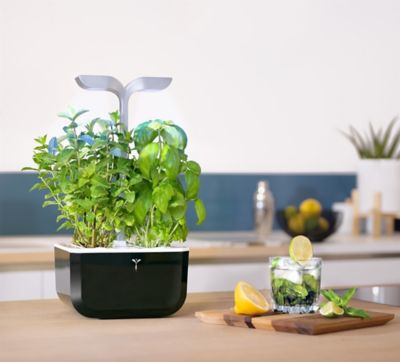 Jardin d'int&eacute;rieur Veritable Exky Smart Soft black /4 lingots/1 livre