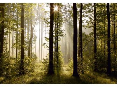 Morning forest, photo murale, 360x254 cm, 4 parts