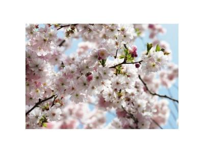 Komar 8-507 Photo Murale, Printemps, 368cm x 254cm