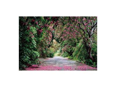 Wicklow Park Photo Murale - 368 X 254 Cm - Enfants