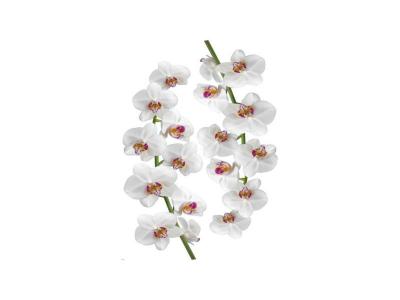 Plage sticker d&eacute;co - orchid&eacute;e1 planche 48 x 68 cm