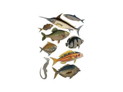 Sticker d&eacute;coratif autocollant, gravures de poisson, 48 cm X 68 cm