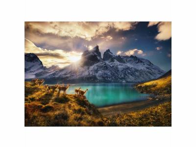 Puzzle 1000 Pi&egrave;ces : Von Humboldt Alexander - Guanacos, Heye