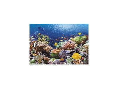 Castorland Poissons de corail, puzzle 1000 pi&egrave;ces - - Puzzle