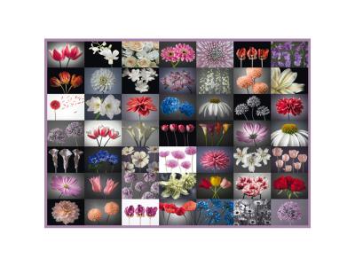 Puzzle 2000 Pi&egrave;ces : Collage Fleurs, Schmidt Spiele 