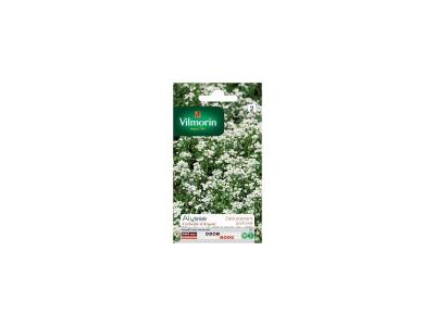 Alysse corbeille d'argent VILMORIN 1 g